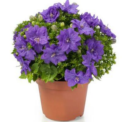 Кампанула Блю 11/20 фото в интернет-магазине Флоранж