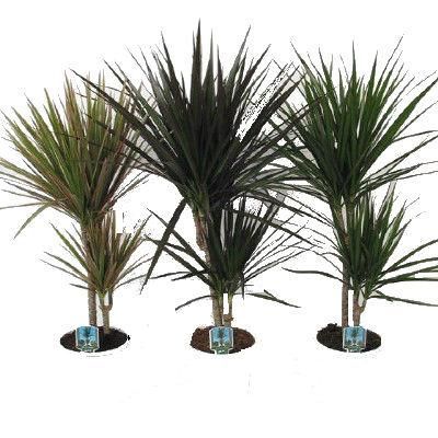 Драцена Марджината Микс 14/50 фото в интернет-магазине Флоранж Драцена Марджината Микс 14/50 фото в интернет-магазине Флоранж