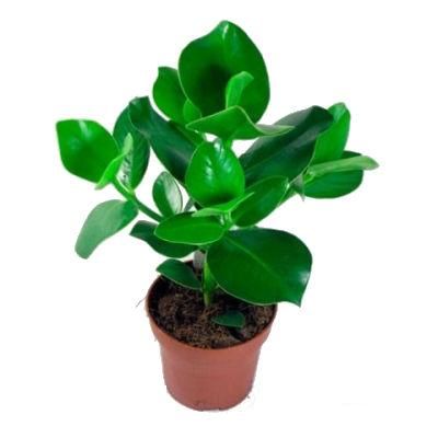 Клузия Розеа 12/30 фото в интернет-магазине Флоранж