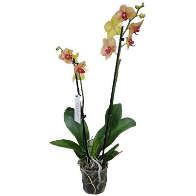 Фаленопсис микс 12/60 2 ств оранж фото в интернет-магазине Флоранж