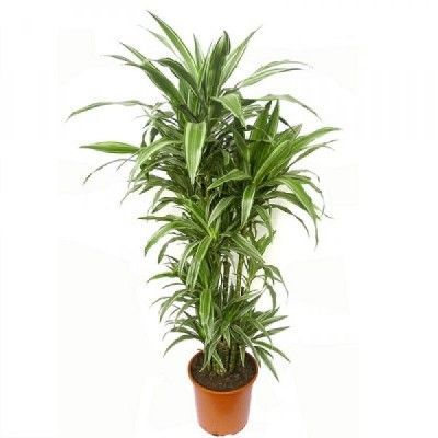 Драцена Варнески 17/65 2 ств.