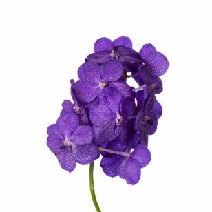 ванда Тайани Блу фото в интернет-магазине Флоранж