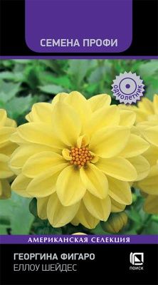 Георгина Фигаро Еллоу Шейдес (цветной пакет) 10шт; Поиск фото в интернет-магазине Флоранж