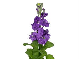 маттиола Фигаро Лавендер фото в интернет-магазине Флоранж