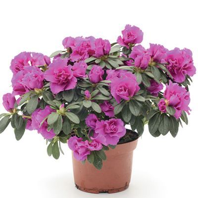 Азалия Пурпл 12/25 фото в интернет-магазине Флоранж