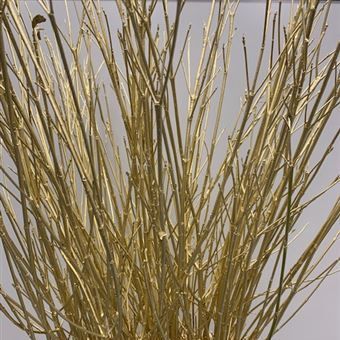 корнус Краш Голд фото в интернет-магазине Флоранж