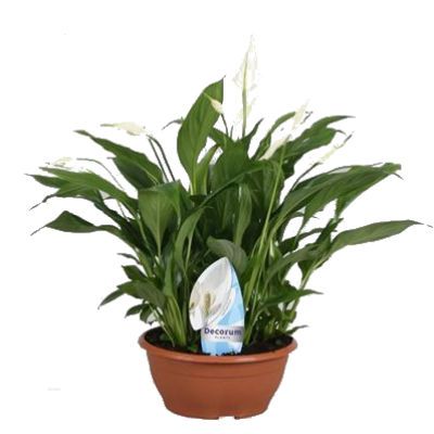 Спатифиллюм Чопин 17/35 фото в интернет-магазине Флоранж