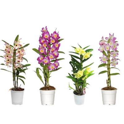 Дендробиум Са Нук Микс 11/60