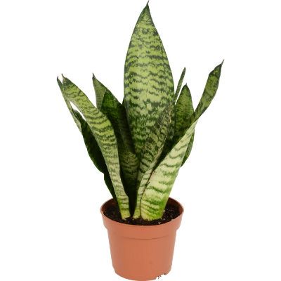 Сансевиерия Зеланика 06/10 фото в интернет-магазине Флоранж