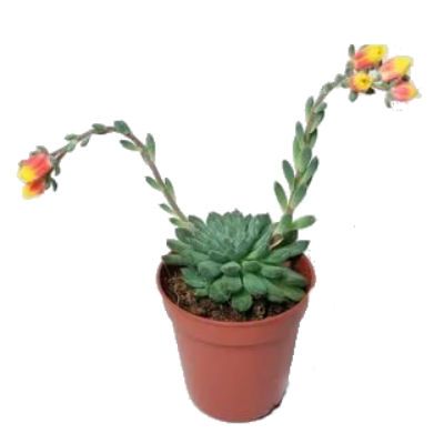 Эхеверия Гранд Кинза 10/15