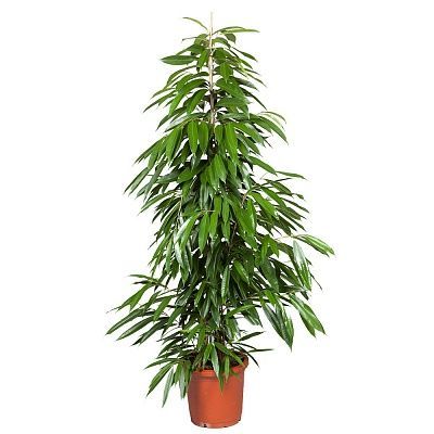 Фикус Амстел Кинг 27/140 фото в интернет-магазине Флоранж