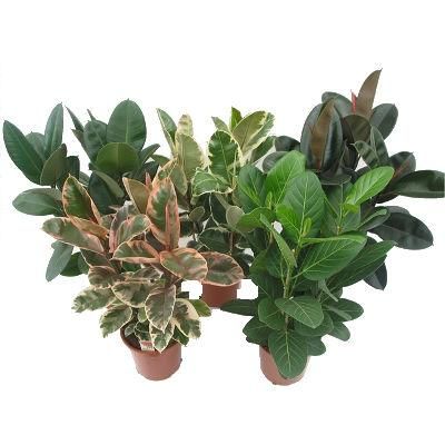 Фикус Эластик Микс 12/30