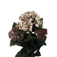 _вибурнум бес