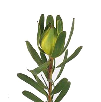 леукадендрон Лаурель Йеллоу фото в интернет-магазине Флоранж