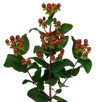 гиперикум Коко Монтана фото в интернет-магазине Флоранж