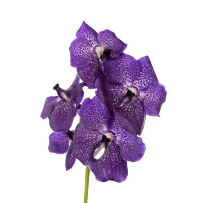 ванда Дарк Виолет фото в интернет-магазине Флоранж