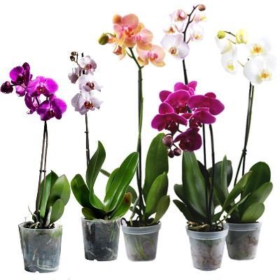 Фаленопсис микс 12/60 1 ств белый Фаленопсис микс 12/60 1 ств белый