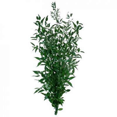 рускус пучок фото в интернет-магазине Флоранж