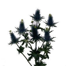 эрингиум Супернова Квистар фото вживую в руках, состав, цветовая гамма 