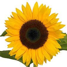 гелиантус Оранж Фаир