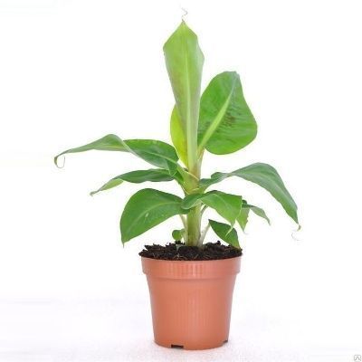 Муза Тропикана 12/30