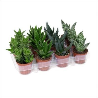 Алоэ Микс 08/15 фото в интернет-магазине Флоранж