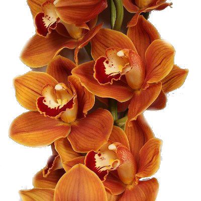 цимбидиум Балоу фото в интернет-магазине Флоранж