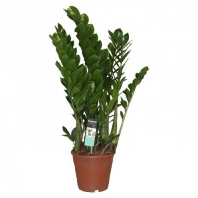 Замиокулкас Замиофолия 21/120 фото в интернет-магазине Флоранж Замиокулкас Замиофолия 21/120 фото в интернет-магазине Флоранж