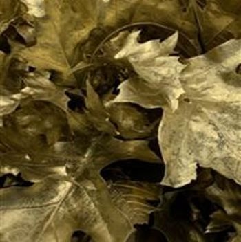 лист Кверкус Краш Голд фото в интернет-магазине Флоранж лист Кверкус Краш Голд фото в интернет-магазине Флоранж