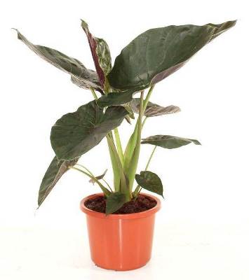 Алоказия Венти 19/80 фото в интернет-магазине Флоранж