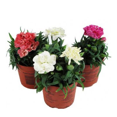 Диантус Микс 09/20 фото в интернет-магазине Флоранж