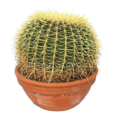 Кактус Эхиногрузони 27/30