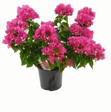 Бугенвиллия Микс 12/35 фото в интернет-магазине Флоранж