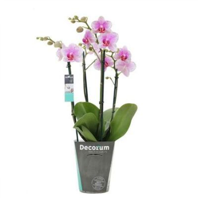 Фаленопсис Роттердам 12/40 фото в интернет-магазине Флоранж