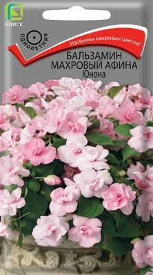 Бальзамин махровый Афина Юнона (цветной пакет) 5шт; Поиск фото в интернет-магазине Флоранж