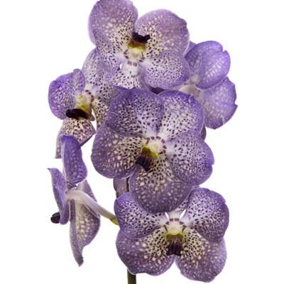 ванда Виолет Блу 535 фото в интернет-магазине Флоранж