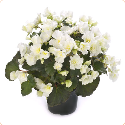 Бегония Клара 14/30 фото в интернет-магазине Флоранж