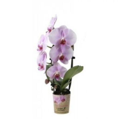 Фаленопсис Каскад 07/25 пинк фото в интернет-магазине Флоранж