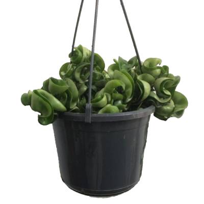 Хойя Карноза Компакта 14/10 фото в интернет-магазине Флоранж