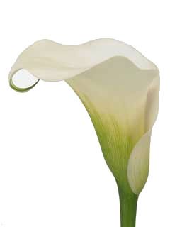 калла  Капитан Вентура; Голландия фото в интернет-магазине Флоранж