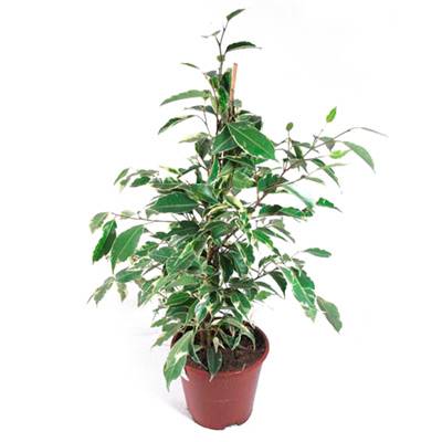 Фикус Бенджамина Твилайт 12/40 фото в интернет-магазине Флоранж