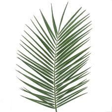 фойникс в вакууме фото в интернет-магазине Флоранж