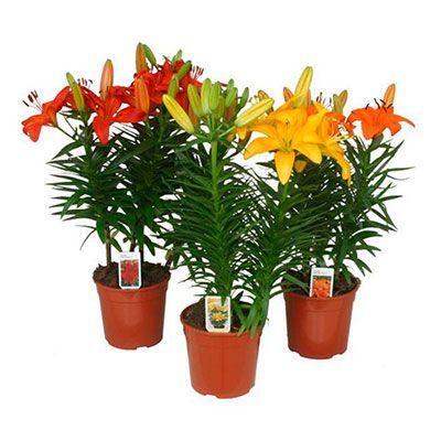 Лилия Азиат 14/50 фото в интернет-магазине Флоранж