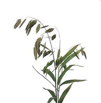 хасмантиум Латифолиум фото в интернет-магазине Флоранж