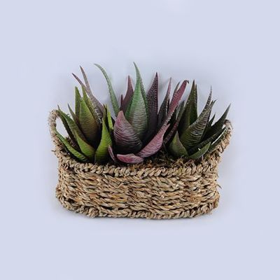 Суккуленты в корзине, 21х16х18 см, зеленый фото в интернет-магазине Флоранж