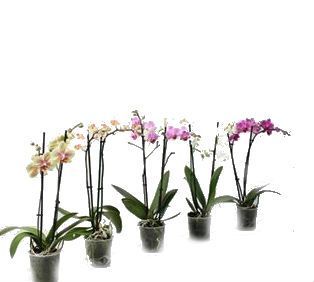 Фаленопсис Мульти микс 12/45