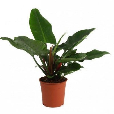 Филодендрон Империал Грин 11/20 фото в интернет-магазине Флоранж