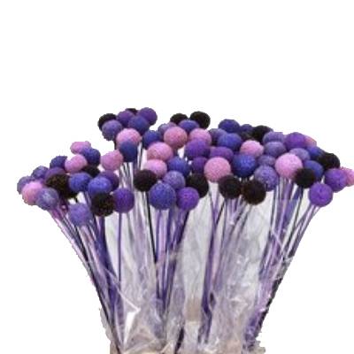 _краспедия краш блюм микс