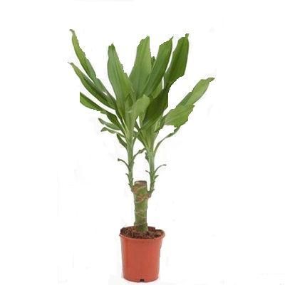 Драцена Фрагранс Микс 12/40 фото в интернет-магазине Флоранж