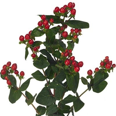 гиперикум Шайни Романс фото в интернет-магазине Флоранж